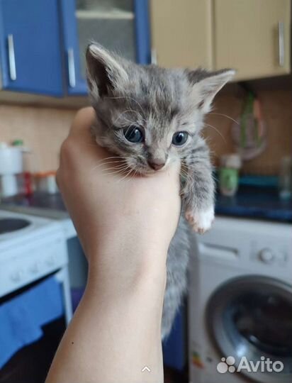 Отдам котят в добрые руки кушают все