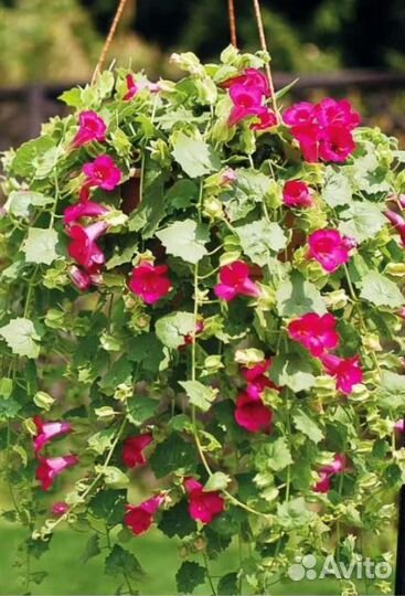 Лофос (лиана) малиновый и белый