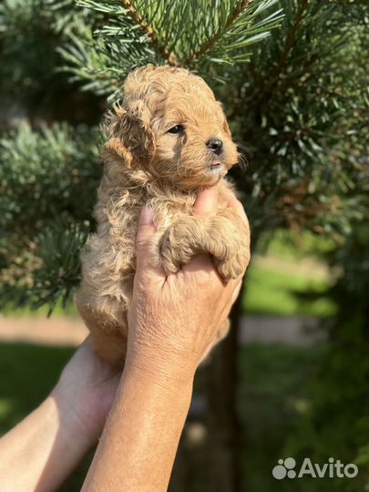 Щенки мальтипу