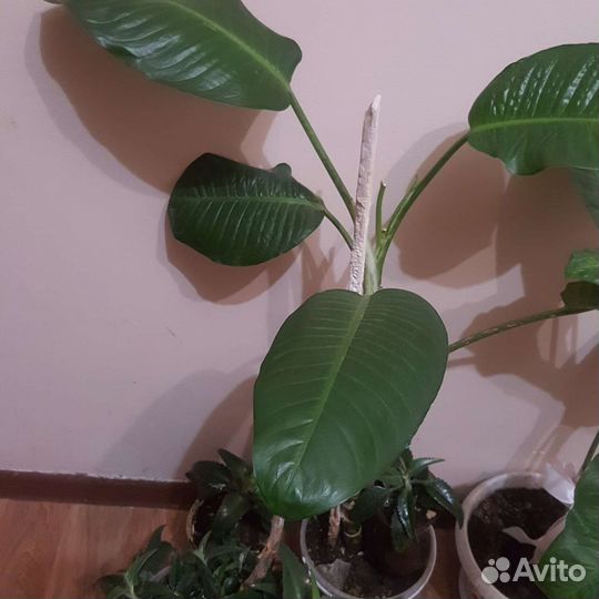 Диффенбахия