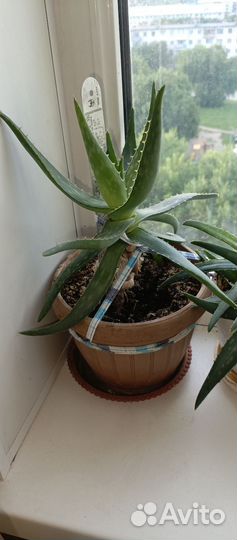 Алоэ вера лечебный, 2х летний