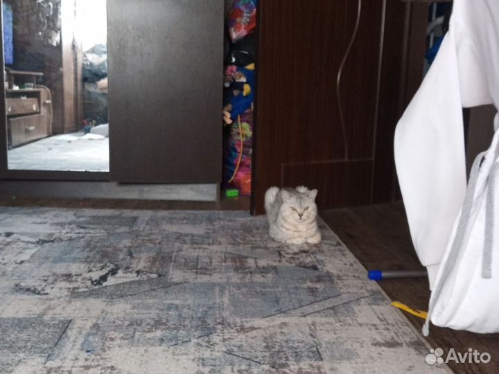 Отдам бесплатно британца