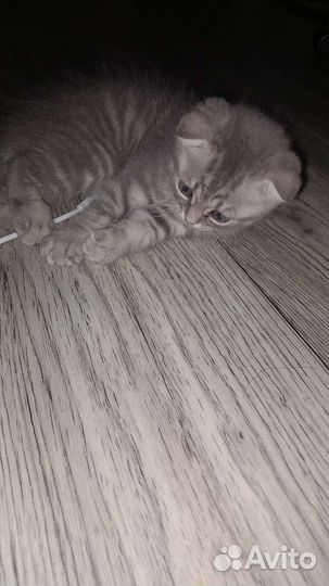 Британский вислоухий котёнок