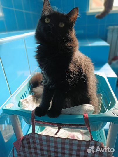 Пушистая милашка