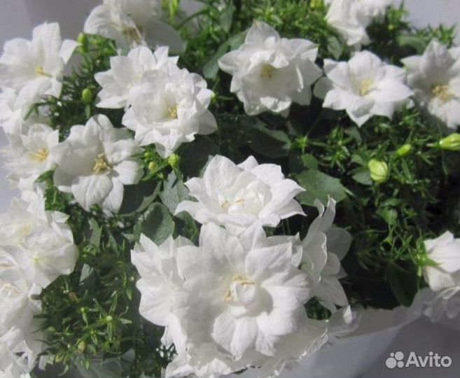 Кампанулы сортовые (женихи, невесты)