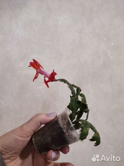 Декабрист шлюмбергера. Набор сингониумов