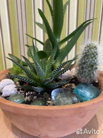 Суккуленты, кактусы мини садики, наборы