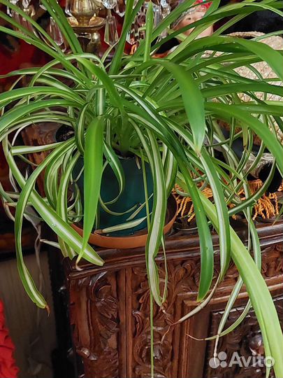 Комнатные цветы