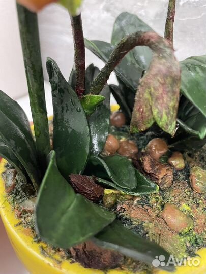 Орхидея пафиопедилум из полимерной глины