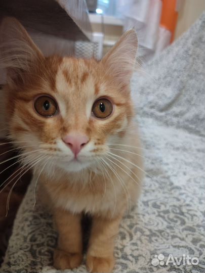 Курильский бобтейл