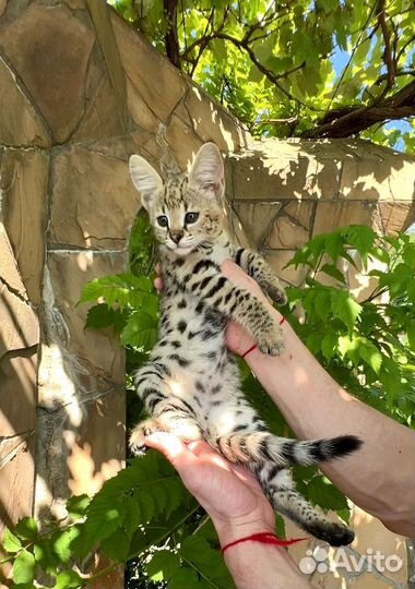 SavannahF1/Саванна Ф1