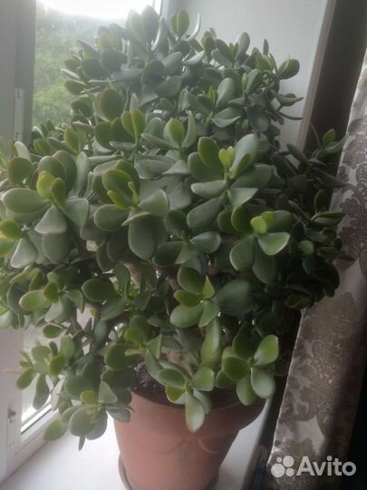 Толстянка(денежное дерево)