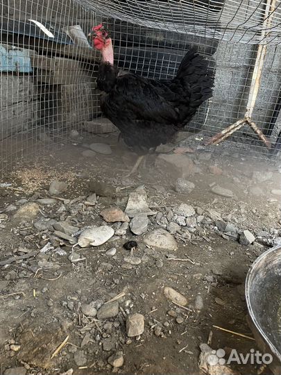 Домашние куры разных пород