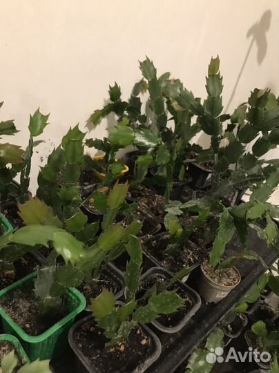 Декабристы шлюмбергера сортовые