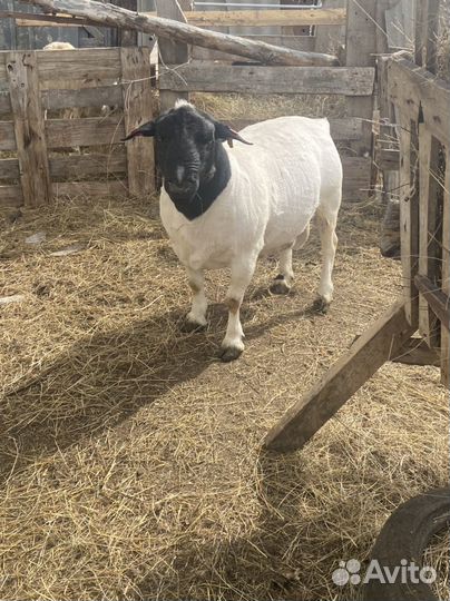 Баран породы дорпер