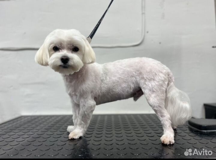 Стрижка кошек и собак