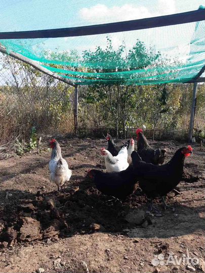 Курицы несушки доминанты