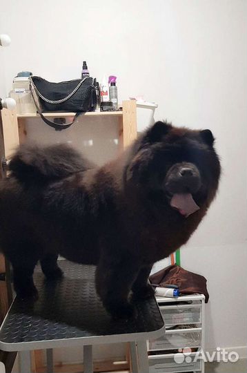 Грумер стрижка собак