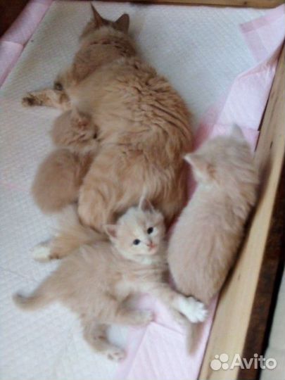 Кошки