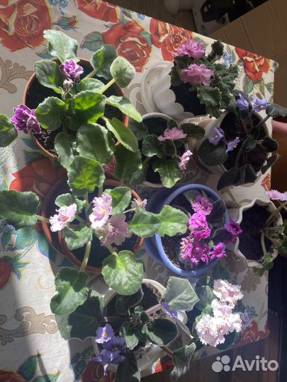 Фиалка в горшках