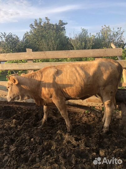 Бычки и телята