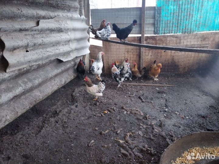 Корольки несушки