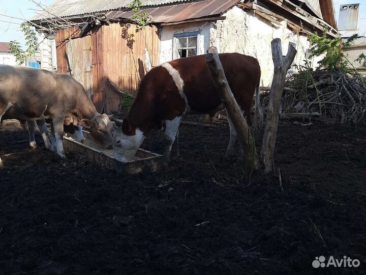 Бычки на откорм