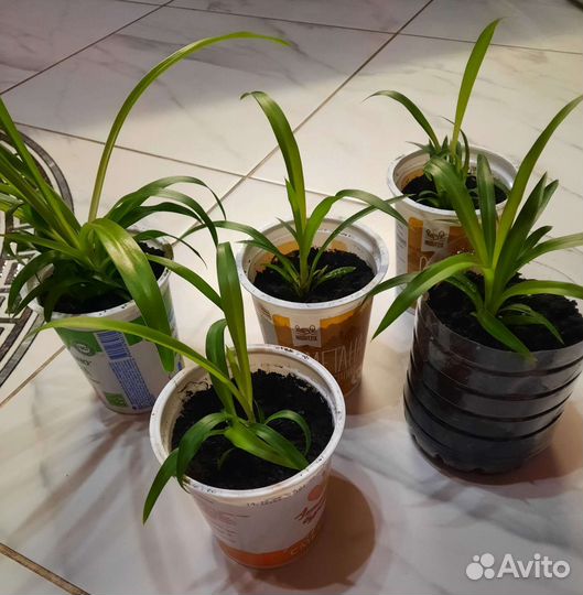 Хлорофитум