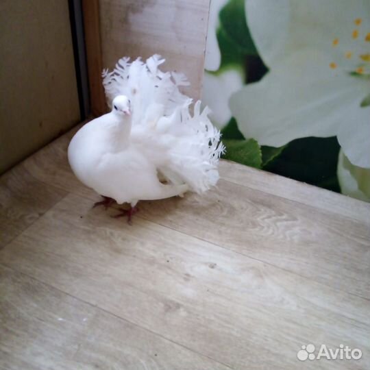 Голубь,павлин белый