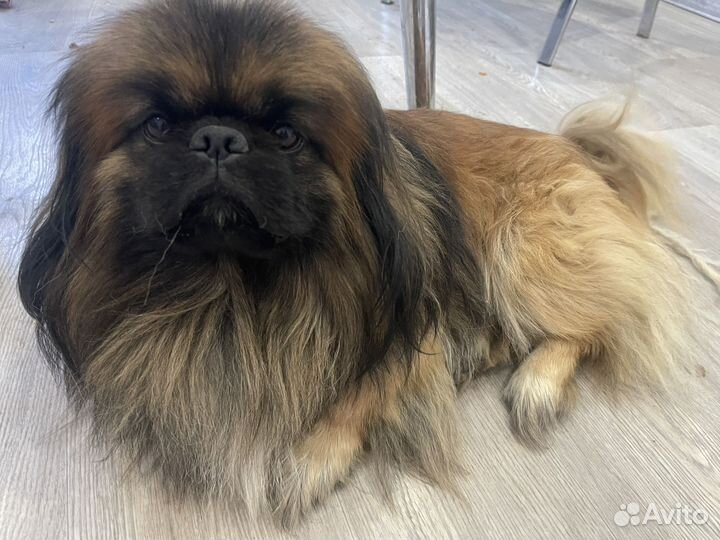 Щенки пекинеса