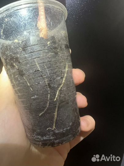 Алоказия полли