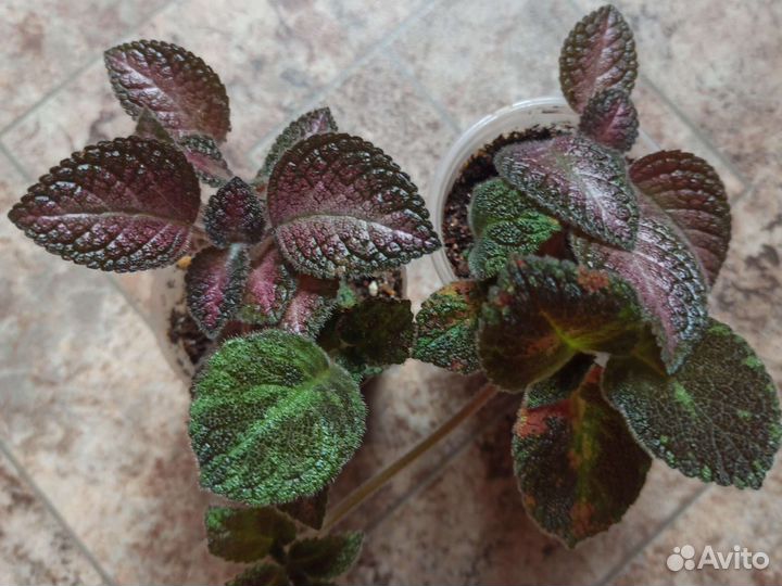 Комнатные растения и цветы