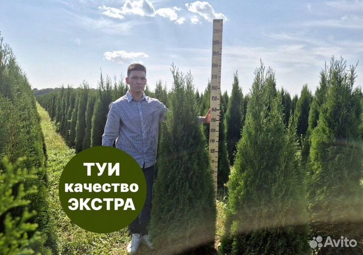 Туя смарагд рост 202,5 см /опт 150 шт