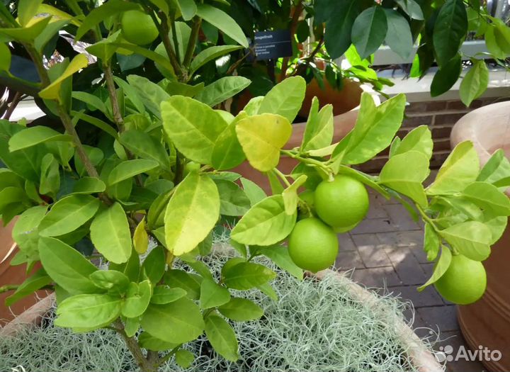 Цитрусовые плодоносящие растения