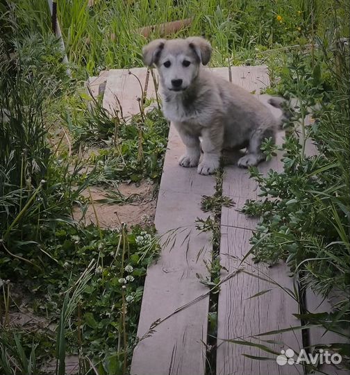Щенок в добрые руки