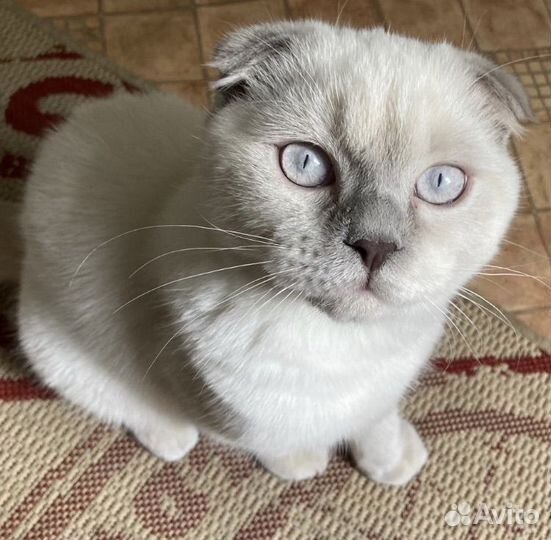 Шотландский вислоухий кот вязка