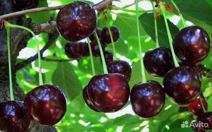 Саженцы вишни Владимирская