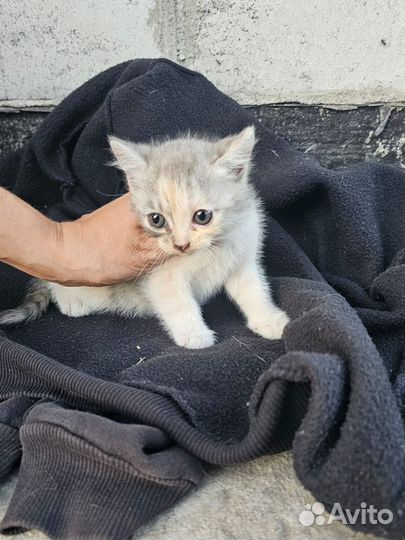 Котята отдам в добрые руки бесплатно