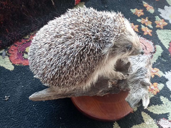 Чучело ежа и косули