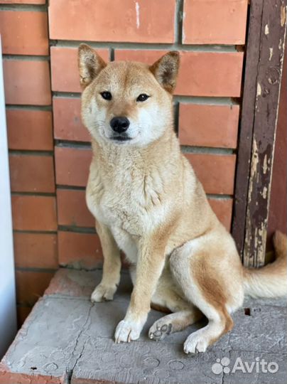 Сиба ину взрослая девочка