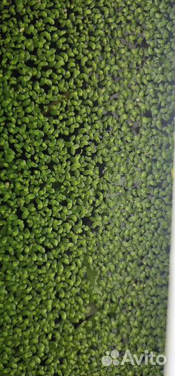 Ряска в аквариум