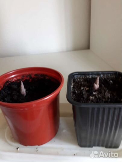 Комнатные растения