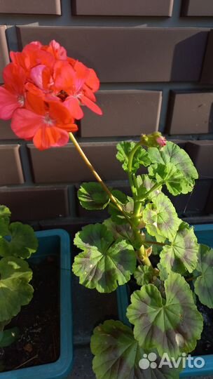 Герань пеларгония