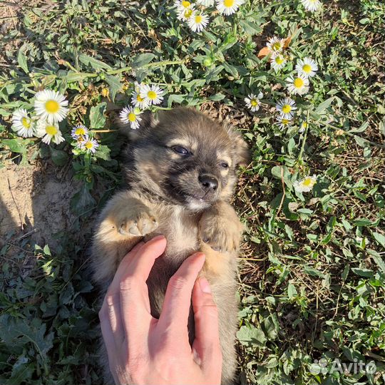 Щенок в добрые руки