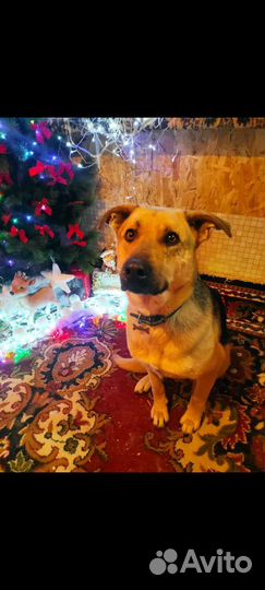 Собака Айкуся ищет дом