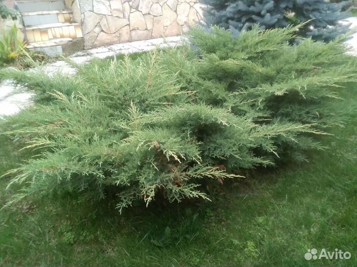 Можжевельник