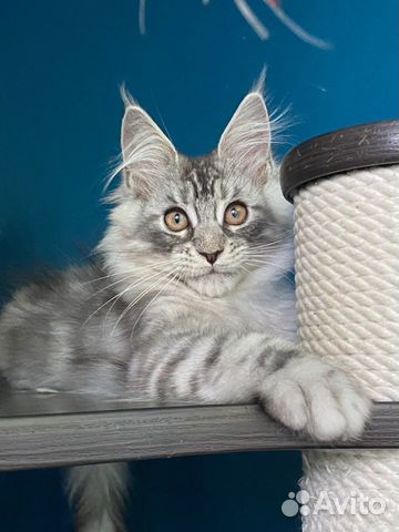 Котик с родословной объявление продам