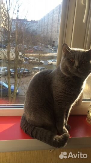 Приглашаем невест на свидание