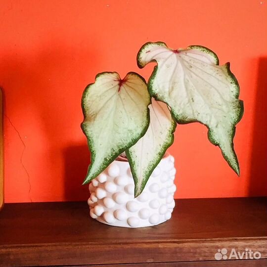 Кашпо из гипса