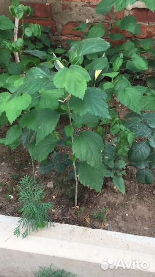 Гибискус мохровый